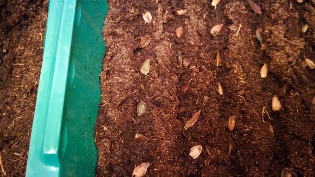 Георгина, циния. Посадка вместе! 19.02.19 смотреть онлайн