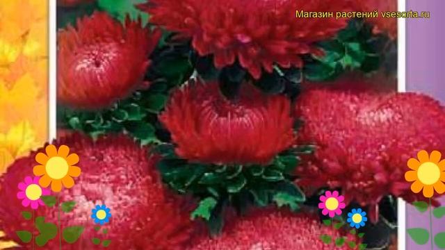 Астра помпонная Темно-красная. Краткий обзор, описание характеристик Pomponnaya temno-krasnaya смотреть онлайн