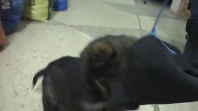 ЩЕНОК ДЕВОЧКА ИЩЕТ ДОМ!!! смотреть онлайн