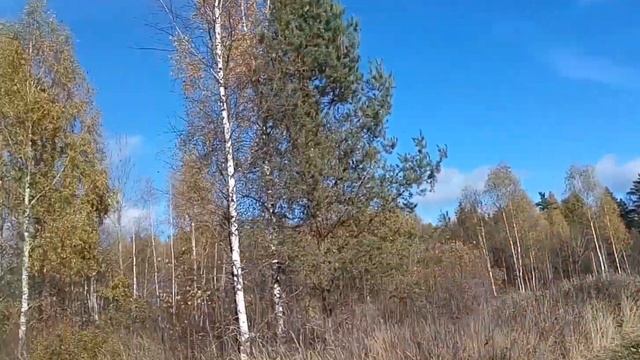 Красота русских берез! смотреть онлайн