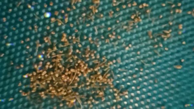 Свечи из вощины Денежный Потенциал смотреть онлайн