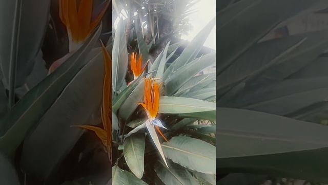 Birds of paradise flower