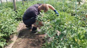 Продажа рассады упала . Обзор рынка на котором я начинал торговать.