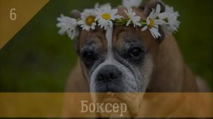 Топ 10 самых добрых пород собак в мире