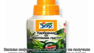 Чем подкормить георгины для обильного цветения