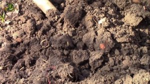 ОТВЕТ ЗРИТЕЛЯМ ! Как живут и ЗДРАВСТВУЮТ ЧЕРВИ ПОСЛЕ МАРГАНЦОВКИ...