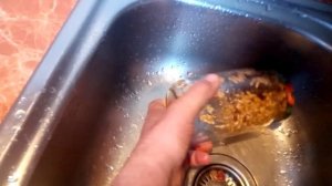 Проростки пшеницы в банках на 3-й день.