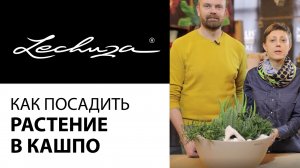 Кашпо Lechuza. Как посадить растение в кашпо Лечуза