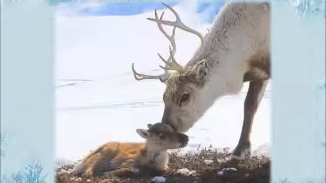 кто живет в лесу и тундре смотреть онлайн