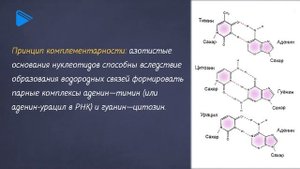 9 класс - Биология - Нуклеиновые кислоты