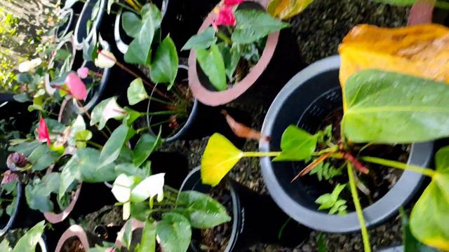 DIFFERENT VARIETIES OF HYBRID ANTHURIUM #anthurium #grow смотреть онлайн