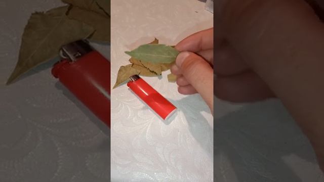 Что будет, если поджечь лавровый лист в доме #Shorts смотреть онлайн