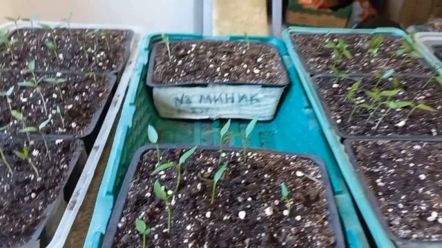 Перец острый и сладкий. Проверяю по сортам всхожесть. смотреть онлайн