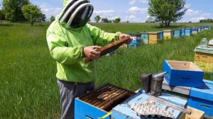 Продолжаем делать отводки, рутовская система пчеловождения.