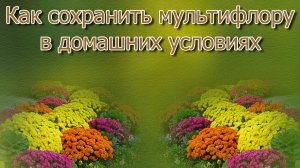 Как сохранить мультифлору зимой