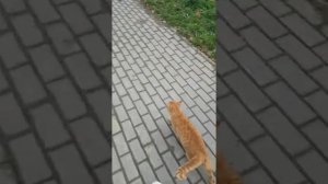 ШОК!!! Научил уличного кота команде "РЯДОМ"!!!!