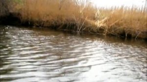 Астрахань Весна Красноперка