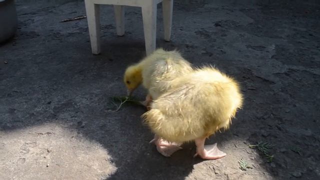 Очень смешные гусята смотреть онлайн