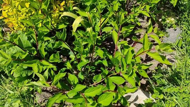 Гортензия уход /нормировка побегов гортензии /подкормка /черенки смотреть онлайн