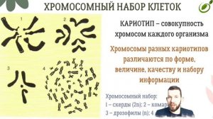Л.27 | ХРОМОСОМЫ | ХРОМОСОМНЫЙ НАБОР КЛЕТКИ | ОБЩАЯ БИОЛОГИЯ ЕГЭ