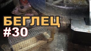 #30. Охота на КРЫС с комплексом "HWRAT-HUNTER"