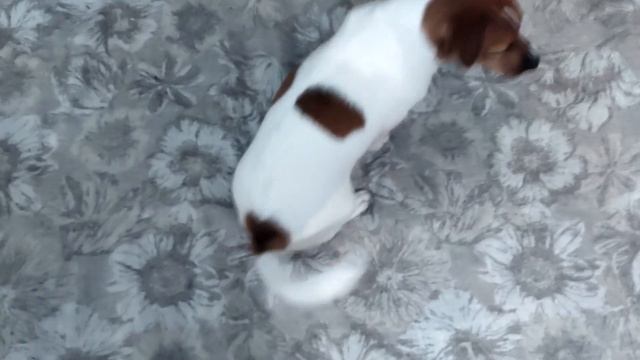 ХВОСТАТОЕ ЗАВИХРЕНЬЕ....... смотреть онлайн