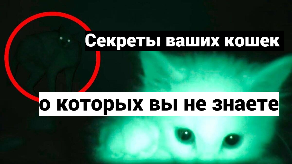 8 тайн ваших кошек о которых вы не знали. смотреть онлайн