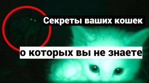 8 тайн ваших кошек о которых вы не знали.