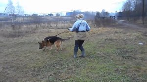 Дмитрий немецкая овчарка в добрые руки в дар