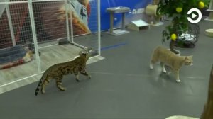 В Пензе специалисты проверили_ насколько законно организована выставка кошек в торговом центре
