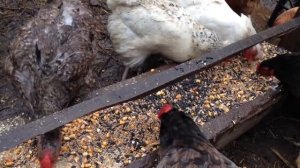 Что Сделать Чтобы Куры Неслись Хорошо