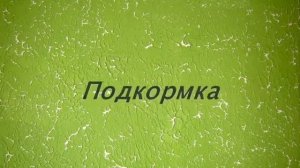 Гемантус. Уход и разведение в домашних условиях. Олений язык