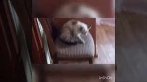 Как понять что кошка беременна?!