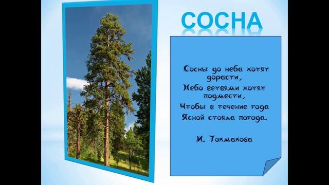 Деревья обучающая презентация для детей , природоведение
