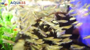 ?Aquass - Данио леопардовый (Danio Leopard)