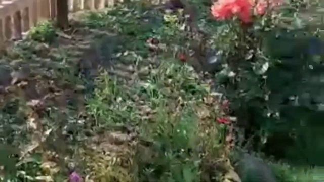 ДОМАШНИЕ ДЕЛА??ПИРОГИ С КАПУСТОЙ ?ГУСИ ( ЛЕБЕДИ)❗ смотреть онлайн