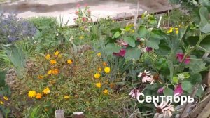 Жёлтая КОСМЕЯ - мандариновое чудо. Чем отличается от обычного КОСМОСА?