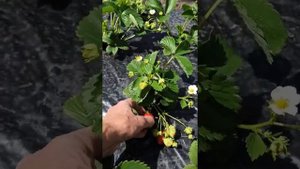 Клубника на Урале. Сорт Румба и другие. Начало созревания. Красивая, крупная,ароматная ягода.