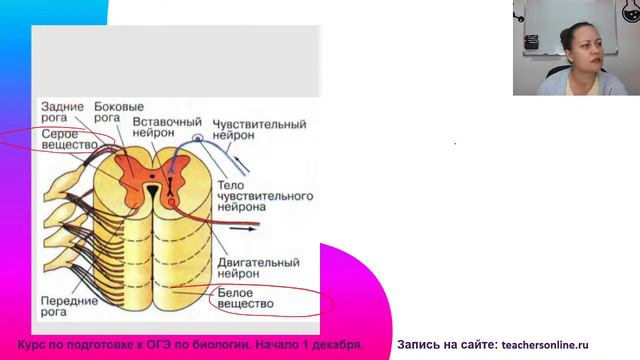 Нервная система человека смотреть онлайн