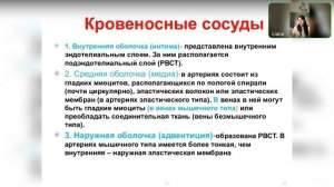 Гистология. Сердечно-сосудистая система. Развитие. Общий план строения сосудов. Артерии