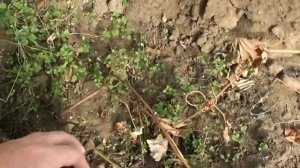 Выращивание винограда в Северных районах.