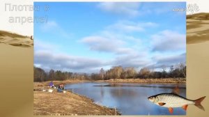 Как и на что ловить плотву с берега в апреле? Когда у плотвы жор весной?