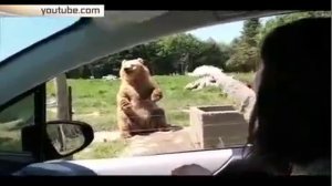 Bear demonstrates the wonders golkipera art / Медведь демонстрирует чудеса голкиперского искусства