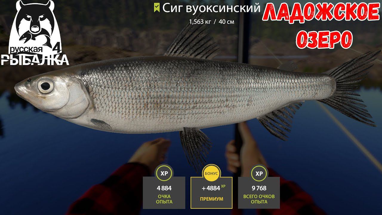 ОТЛИЧНАЯ ТОЧКА ДЛЯ МАХОВОЙ ЛОВЛИ, ФАРМ И АКТИВНЫЙ КЛЕВ НА ЛАДОЖСКОМ ОЗЕРЕ В РУССКОЙ РЫБАЛКЕ 4 РР4 смотреть онлайн