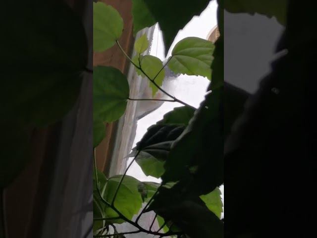 Дятел кушает смотреть онлайн