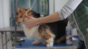 Как помыть овчарку вельш корги пемброк: помывка, сушка и оформление лап собаки.