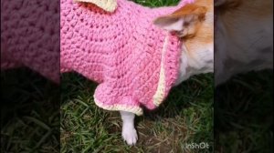 Самое простое платье для собак и кошек~вязаная одежда для собак