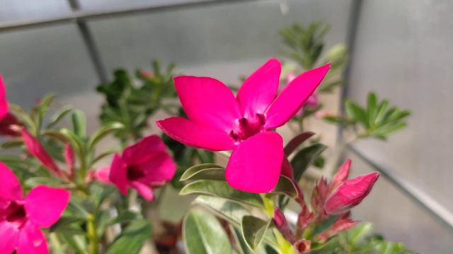 Адениум свазикум.