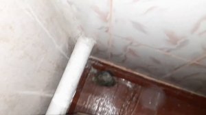 побег улики🐌 почему улитка ахатина убежала#ахатины #улитка #архахатины