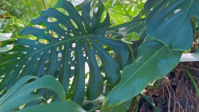 Оранжерея Таврического сада / ОГРОМНЫЕ монстеры и фикусы! смотреть онлайн